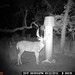 Hanke's Hunts Kansas Game Camera Photo