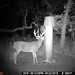 Hanke's Hunts Kansas Game Camera Photo