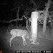 Hanke's Hunts Kansas Game Camera Photo