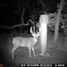 Hanke's Hunts Kansas Game Camera Photo