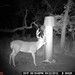 Hanke's Hunts Kansas Game Camera Photo