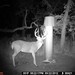 Hanke's Hunts Kansas Game Camera Photo