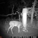 Hanke's Hunts Kansas Game Camera Photo