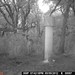 Hanke's Hunts Kansas Game Camera Photo