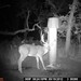 Hanke's Hunts Kansas Game Camera Photo