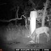 Hanke's Hunts Kansas Game Camera Photo