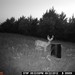 Hanke's Hunts Kansas Game Camera Photo