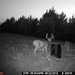 Hanke's Hunts Kansas Game Camera Photo