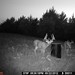 Hanke's Hunts Kansas Game Camera Photo