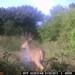 Hanke's Hunts Kansas Game Camera Photo