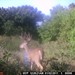 Hanke's Hunts Kansas Game Camera Photo