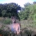 Hanke's Hunts Kansas Game Camera Photo