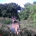 Hanke's Hunts Kansas Game Camera Photo