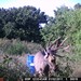 Hanke's Hunts Kansas Game Camera Photo