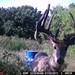 Hanke's Hunts Kansas Game Camera Photo