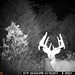 Hanke's Hunts Kansas Game Camera Photo