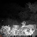 Hanke's Hunts Kansas Game Camera Photo