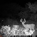 Hanke's Hunts Kansas Game Camera Photo