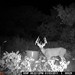 Hanke's Hunts Kansas Game Camera Photo