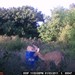 Hanke's Hunts Kansas Game Camera Photo