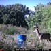 Hanke's Hunts Kansas Game Camera Photo