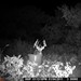 Hanke's Hunts Kansas Game Camera Photo