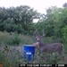 Hanke's Hunts Kansas Game Camera Photo