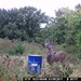 Hanke's Hunts Kansas Game Camera Photo