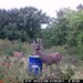 Hanke's Hunts Kansas Game Camera Photo