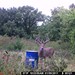 Hanke's Hunts Kansas Game Camera Photo