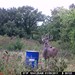 Hanke's Hunts Kansas Game Camera Photo