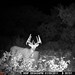 Hanke's Hunts Kansas Game Camera Photo