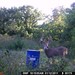 Hanke's Hunts Kansas Game Camera Photo