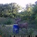 Hanke's Hunts Kansas Game Camera Photo