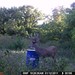 Hanke's Hunts Kansas Game Camera Photo