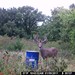 Hanke's Hunts Kansas Game Camera Photo