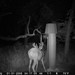 Hanke's Hunts Kansas Game Camera Photo
