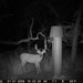 Hanke's Hunts Kansas Game Camera Photo