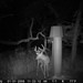 Hanke's Hunts Kansas Game Camera Photo