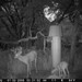 Hanke's Hunts Kansas Game Camera Photo