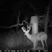 Hanke's Hunts Kansas Game Camera Photo