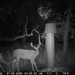 Hanke's Hunts Kansas Game Camera Photo