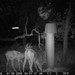 Hanke's Hunts Kansas Game Camera Photo