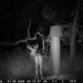Hanke's Hunts Kansas Game Camera Photo