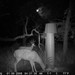Hanke's Hunts Kansas Game Camera Photo