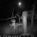 Hanke's Hunts Kansas Game Camera Photo