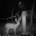 Hanke's Hunts Kansas Game Camera Photo