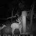 Hanke's Hunts Kansas Game Camera Photo