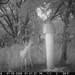 Hanke's Hunts Kansas Game Camera Photo