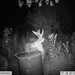 Hanke's Hunts Kansas Game Camera Photo